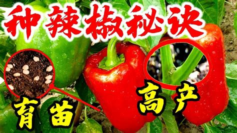 辣椒樹種植|3种方法来种植辣椒